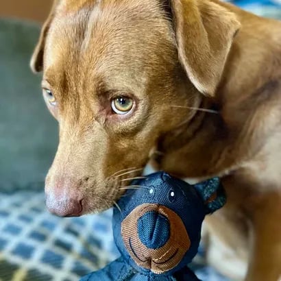 ChewMaster™ | Built for Fun, Made to Last!