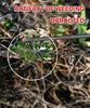 GrassGuard™ | The Ultimate Grass Removal Tool