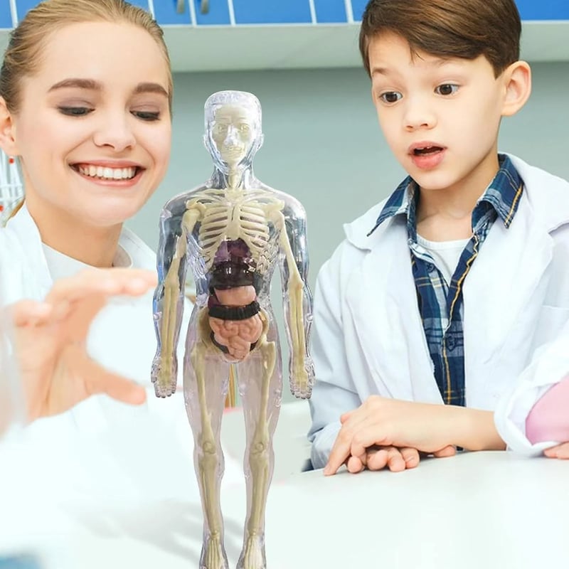 EduAnatomy™ | Bring the Human Body to Life – Study in 3D!