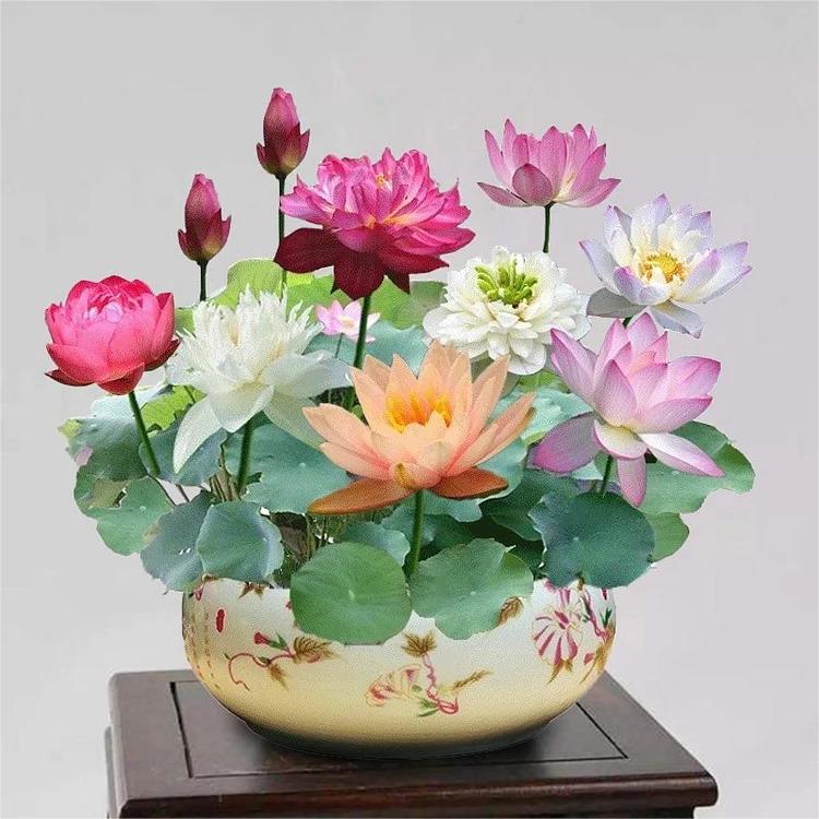 BloomLotus™ | Easy-To-Grow Lotus For A Touch Of Serenity