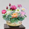 BloomLotus™ | Easy-To-Grow Lotus For A Touch Of Serenity