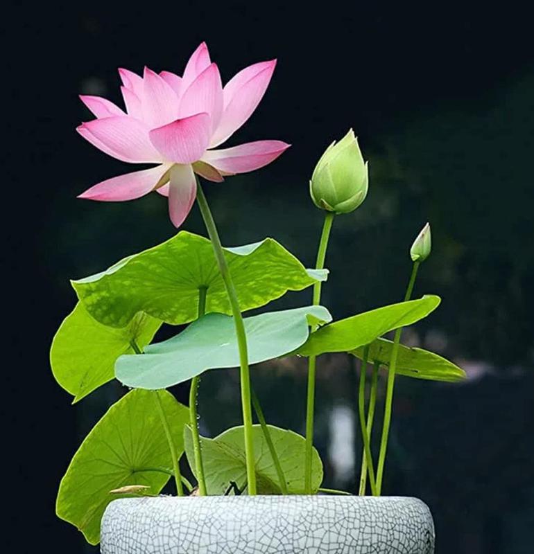 BloomLotus™ | Easy-To-Grow Lotus For A Touch Of Serenity