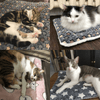 PawVibe™ | Ultra-Cozy Calming Blanket for Cats