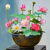 BloomLotus™ | Easy-To-Grow Lotus For A Touch Of Serenity