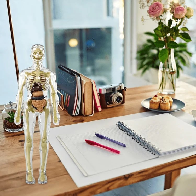 EduAnatomy™ | Bring the Human Body to Life – Study in 3D!