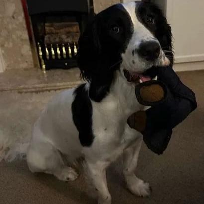 ChewMaster™ | Built for Fun, Made to Last!