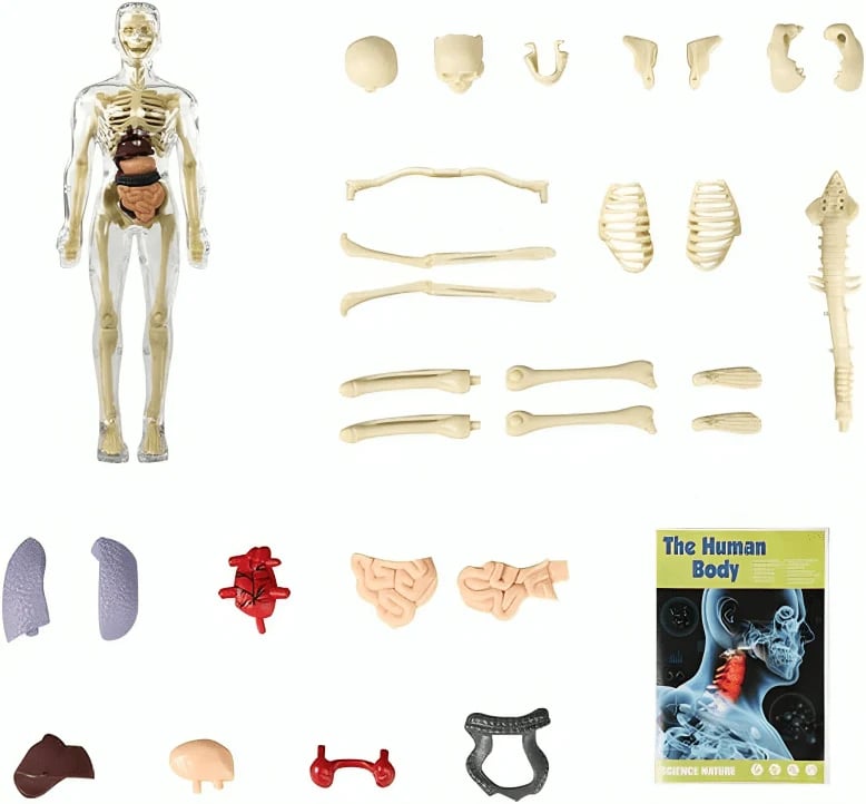 EduAnatomy™ | Bring the Human Body to Life – Study in 3D!