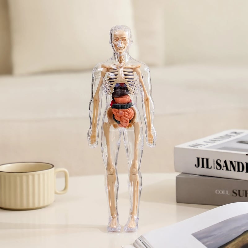 EduAnatomy™ | Bring the Human Body to Life – Study in 3D!
