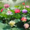 BloomLotus™ | Easy-To-Grow Lotus For A Touch Of Serenity