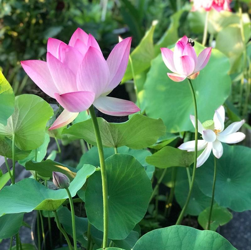 BloomLotus™ | Easy-To-Grow Lotus For A Touch Of Serenity