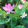 BloomLotus™ | Easy-To-Grow Lotus For A Touch Of Serenity