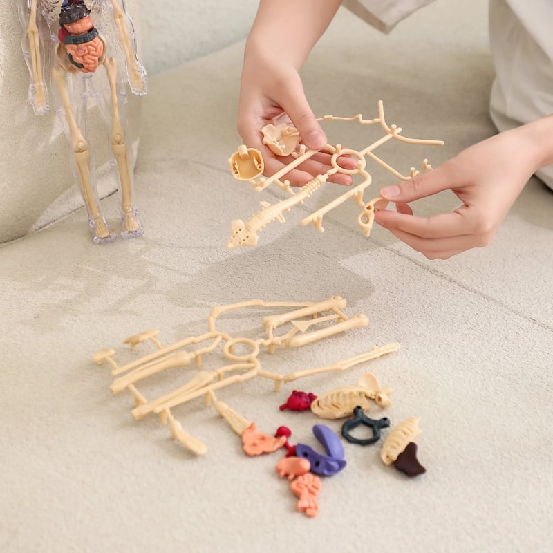 EduAnatomy™ | Bring the Human Body to Life – Study in 3D!