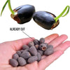 BloomLotus™ | Easy-To-Grow Lotus For A Touch Of Serenity