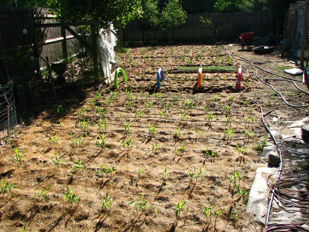 HydroBloom™ | Effortless Watering for a Healthier Garden