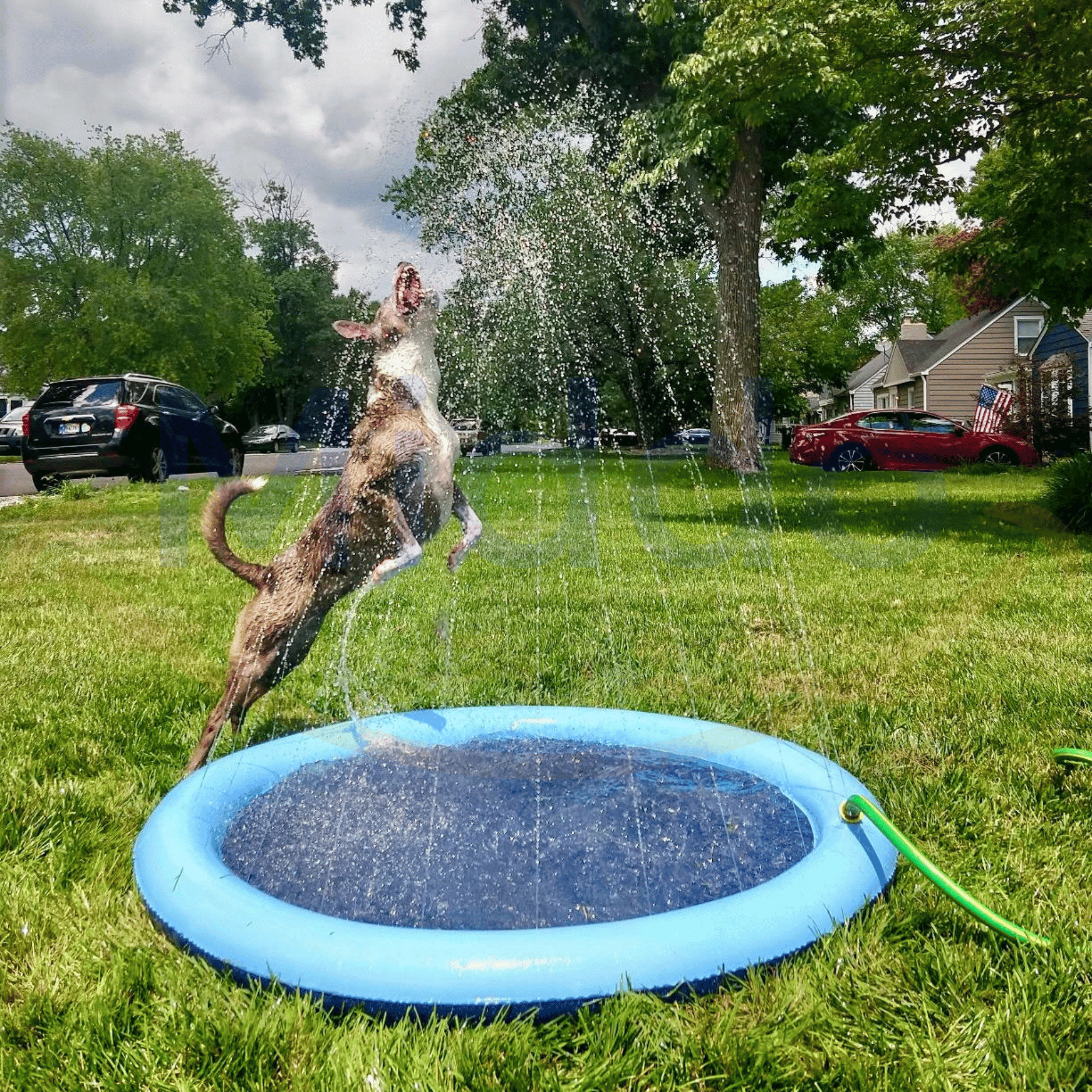 AquaBurst™ | Dive Into Cooling Fun for Kids and Pets!